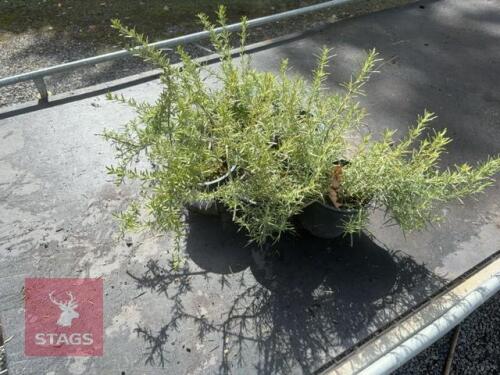 5 ROSMARINUS 'TUSCAN BLUE'