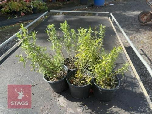 5 ROSMARINUS 'MISS JESSOPPS UPRIGHT'