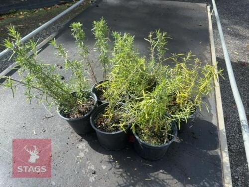 6 ROSMARINUS 'MISS JESSOPPS UPRIGHT'