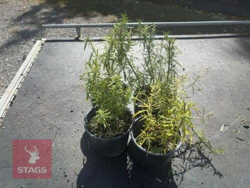 4 ROSMARINUS 'MISS JESSOPPS UPRIGHT'