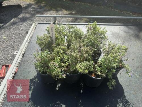 10 NEPETA PURSIAN BLUE (CATMINT)