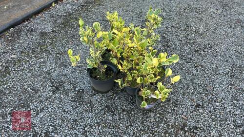 6 GRISELINIA LITTORALIS VARIEGATA