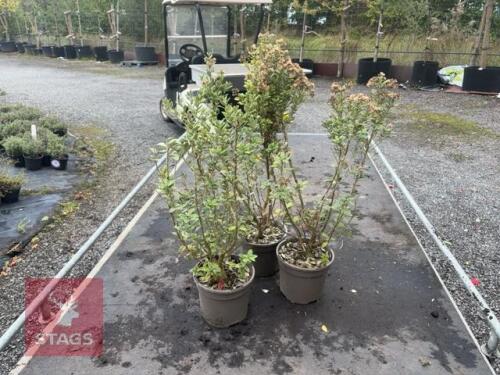 3 OLERIA HAASTII (DAISY BUSH)