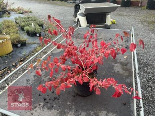 VIBURNUM MARIESII (LACECAP VIBURNUM)