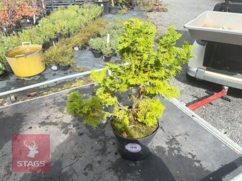 1 SMALL CONIFER