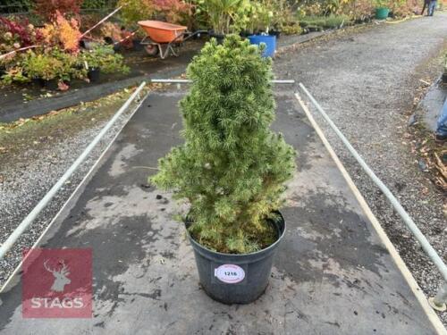 1 DWARF SPRUCE