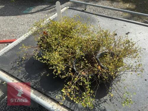 7 MUEHLENBECKIA (ANGEL VINE)