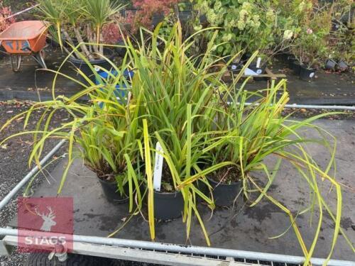 6 CAREX PENDULA (WEEPING SEDGE)