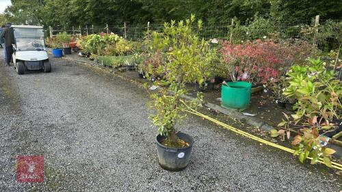 1 BIG LAURUS NOBILIS (BAY TREE)