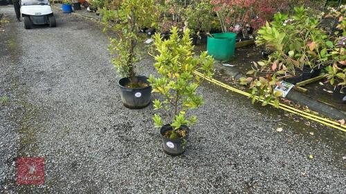 1 LAURUS NOBILIS (BAY TREE)