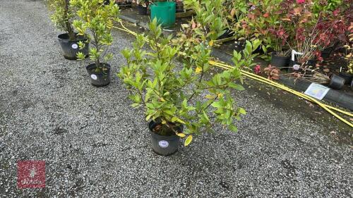 1 LAURUS NOBILIS (BAY TREE)