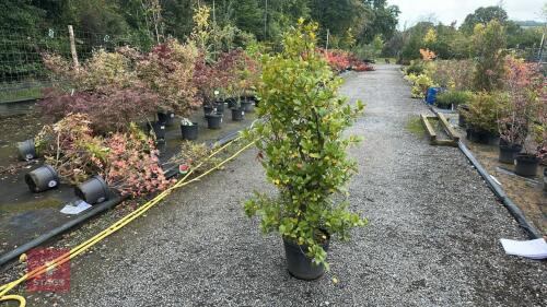 LAURUS NOBILIS (BAY)