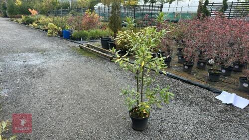 1 LAURUS NOBILIS (BAY TREE)