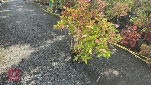 2 HYDRANGEA PALE PINK LACECAP