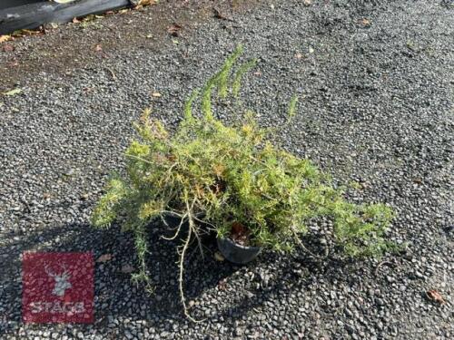 4 ROSMARINUS 'POINTE DU RAZ' (ROSEMARY)