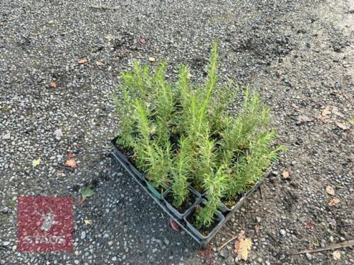 20 ROSMARINUS 'MISS JESSOPS UPRIGHT'