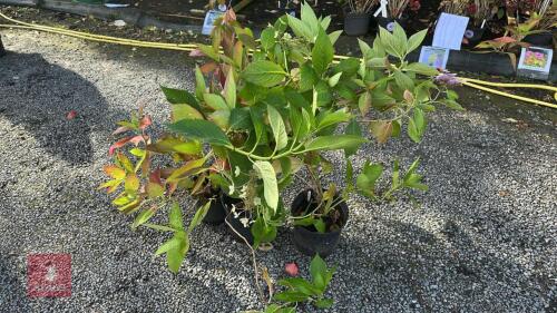 3 HYDRANGEA LANARTH WHITE