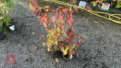 4 HYDRANGEA PREZIOSA