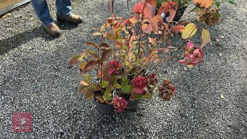 4 HYDRANGEA PREZIOSA