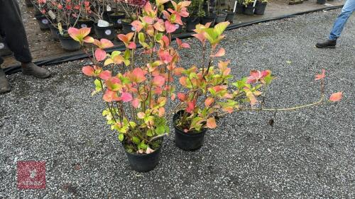 2 HYDRANGEA DARK PINK
