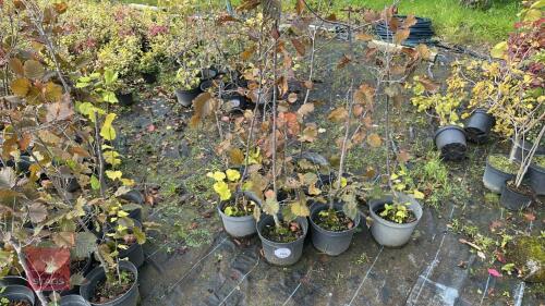 10 CORYLUS AVELLANA (HAZEL)