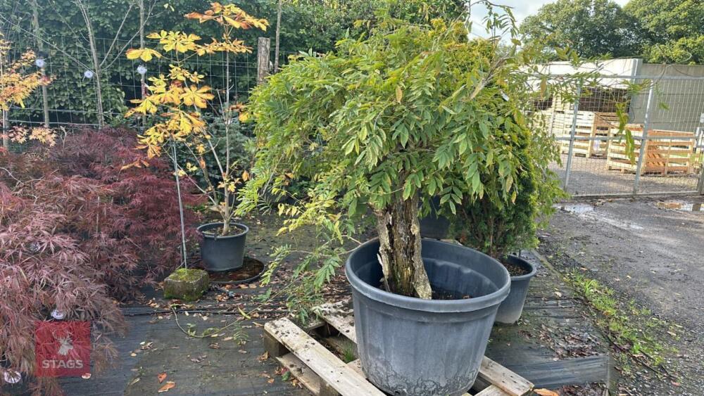 WISTERIA SINENSIS (WISTERIA)
