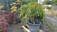 WISTERIA SINENSIS (WISTERIA)