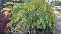 WISTERIA SINENSIS (WISTERIA) - 3