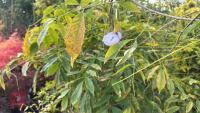 WISTERIA SINENSIS (WISTERIA) - 4