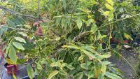 WISTERIA SINENSIS (WISTERIA) - 5