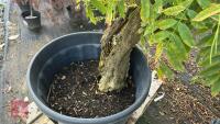 WISTERIA SINENSIS (WISTERIA) - 6