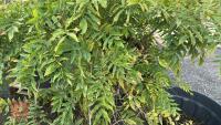 WISTERIA SINENSIS (WISTERIA) - 7