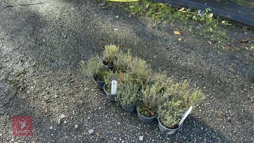 10 THYMUS FAUSTINI (FAUSTINI THYME)