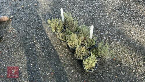 10 THYMUS FAUSTINI (FAUSTINI THYME)