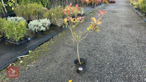 PHOTINIA RED ROBIN (REDTIP PHOTINIA)