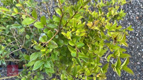 10 LIGUSTRUM OBTUSIFOLIUM