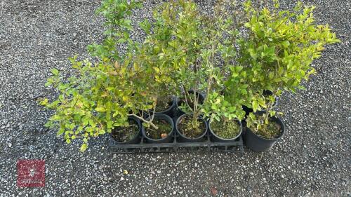 10 LIGUSTRUM OBTUSIFOLIUM