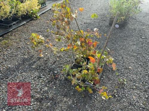 5 HEDERA HELIX (ENGLISH IVY)