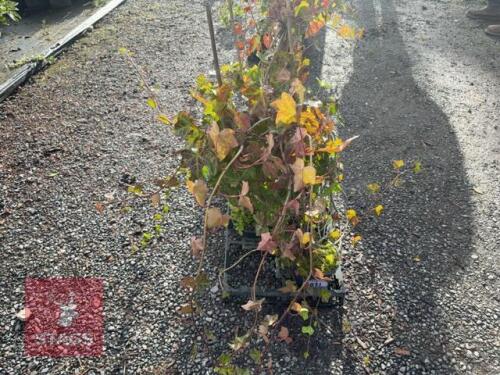 5 HEDERA HELIX (ENGLISH IVY)