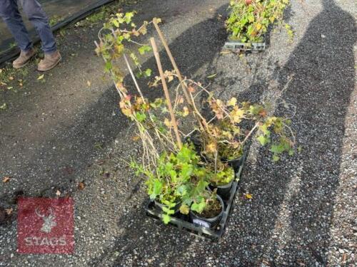 5 HEDERA HELIX (ENGLISH IVY)