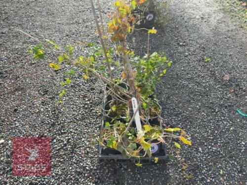 6 HEDERA HELIX (ENGLISH IVY)