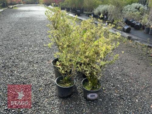 5 LIGUSTRUM OVALIFOLIUM VARIEGATA