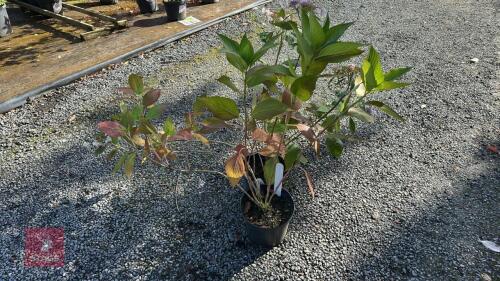 2 HYDRANGEA LANARTH WHITE