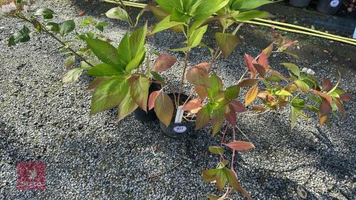 2 HYDRANGEA LANARTH WHITE
