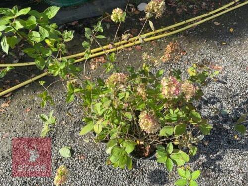 5 HYDRANGEA BOMBSHELL