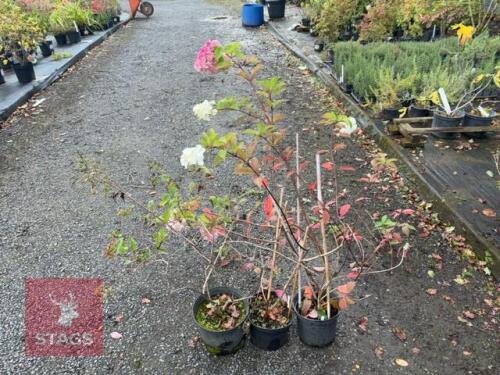 3 HYDRANGEA VANILLE FRAISE