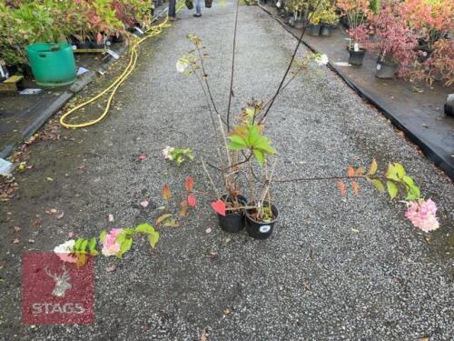 2 HYDRANGEA VANILLE FRAISE