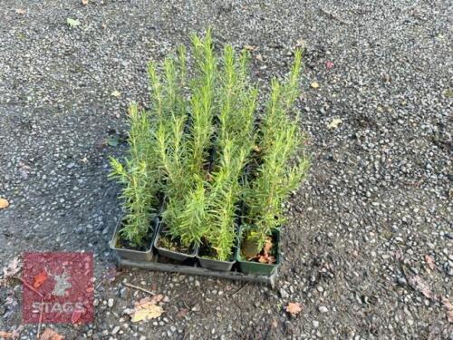 20 ROSMARINUS 'MISS JESSOPS UPRIGHT'