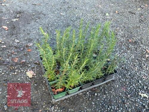 20 ROSMARINUS 'MISS JESSOPS UPRIGHT'
