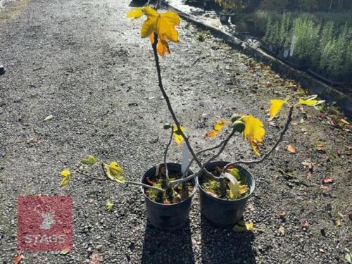 2 FICUS BROWN TURKEY (FIG)